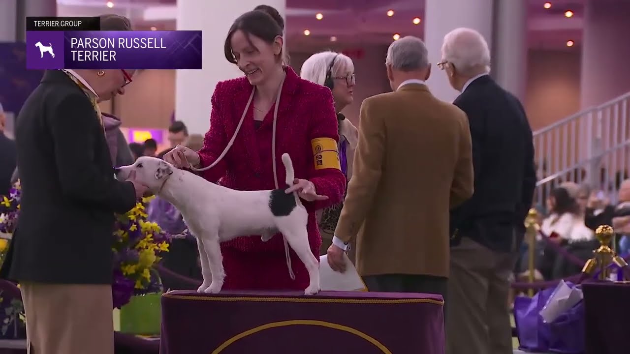 Parson Russell Terriers | Breed Judging 2026