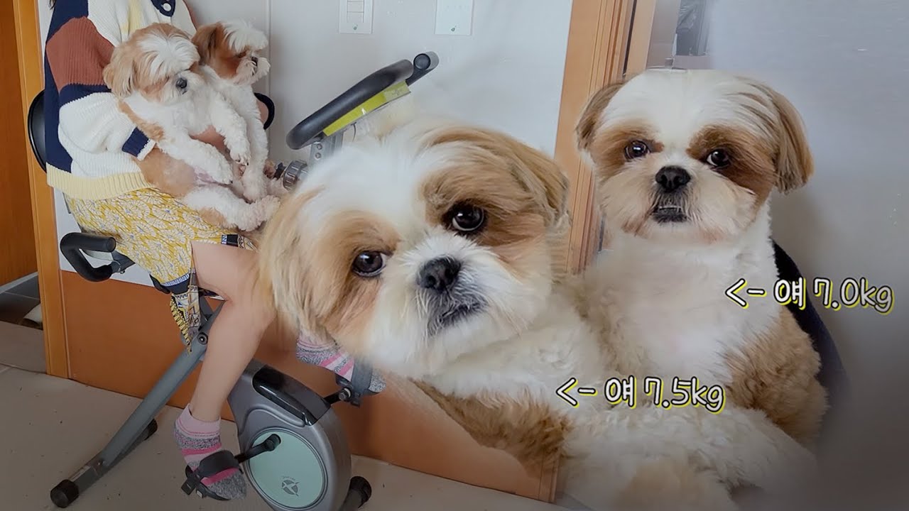 강아지 키우는 집에서는 운동을 포기해야 하는 이유