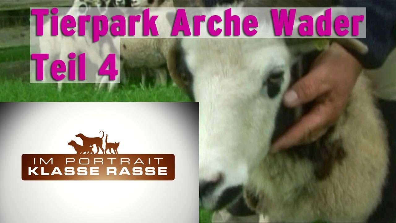Tierpark Arche Wader Teil 4 Schafe