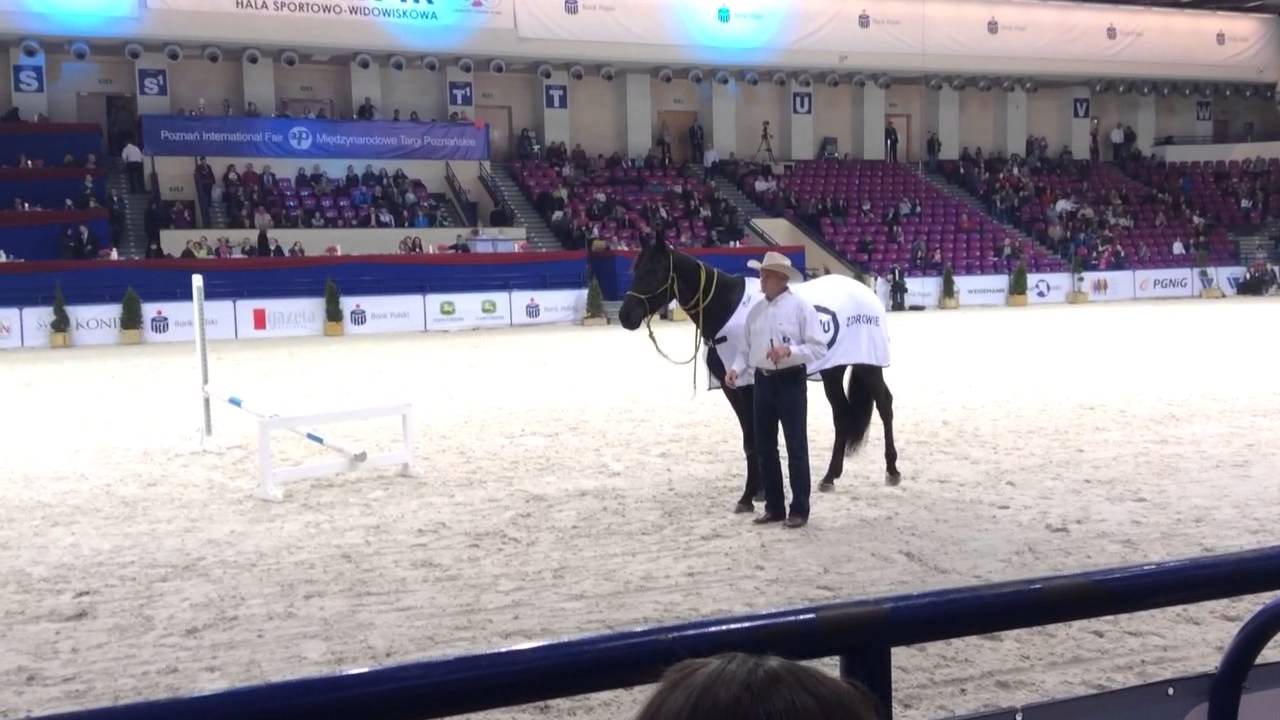Cavaliada 2014 Warszawa Torwar - Andrzej Makacewicz JNBT i