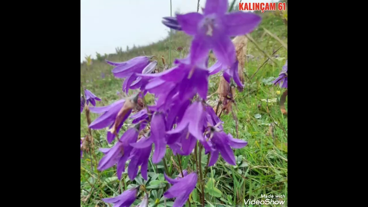 KALIN&Ccedil;AM - TONYA TRABZON 💥💥