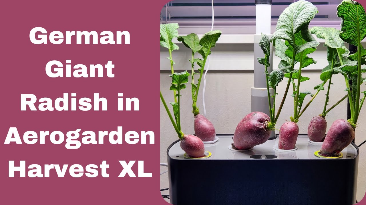 Grow German Giant Radish in Aerogarden Harvest XL Hydroponics System, best radish variety