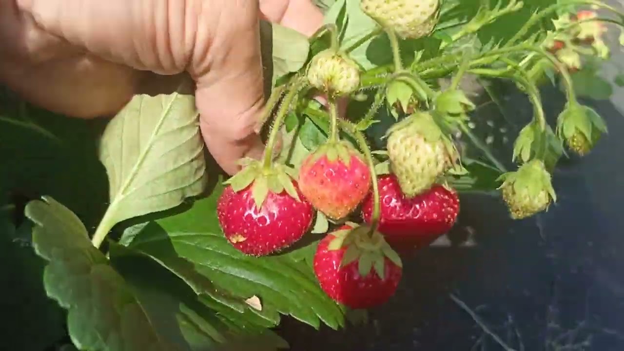 Клубника радует