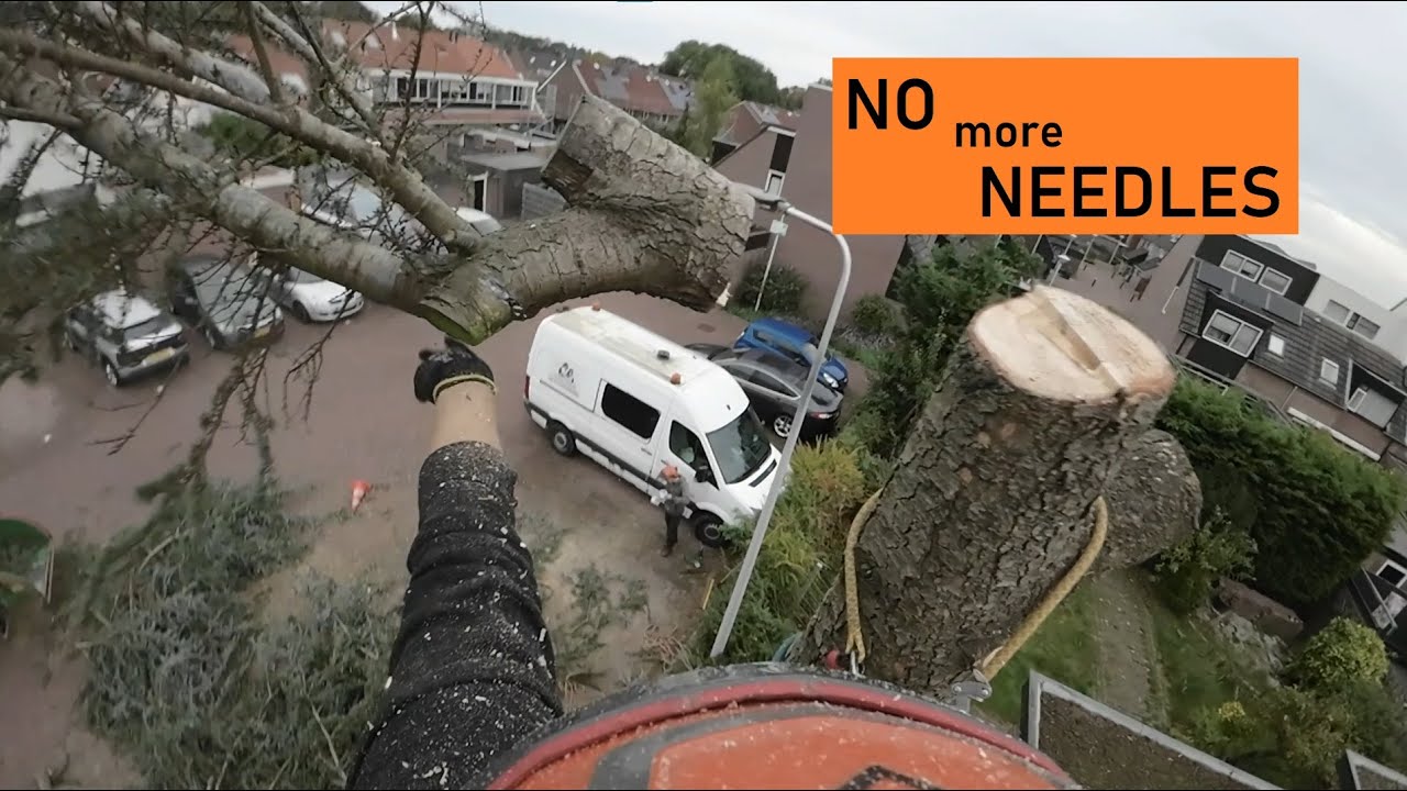 Getopte Ceder KLIMMEND Verwijderen - Boom Kappen met de Hollandse Houthakkers