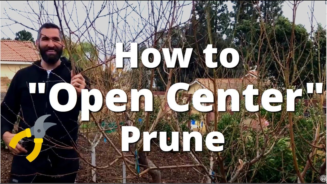 How to Prune Fruit Trees for High Density Planting and “Open Center” / Vase - Back Yard Orchard