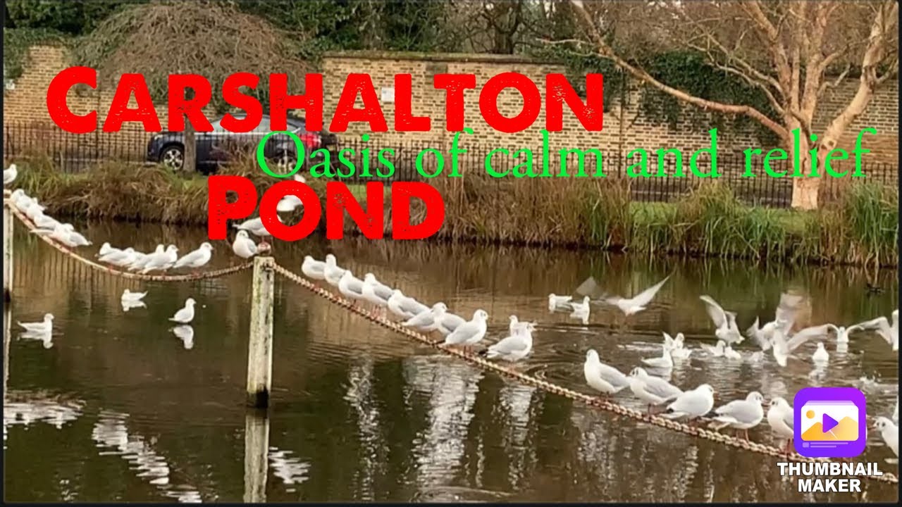 Carshalton Pond - Carshalton Greater London -England