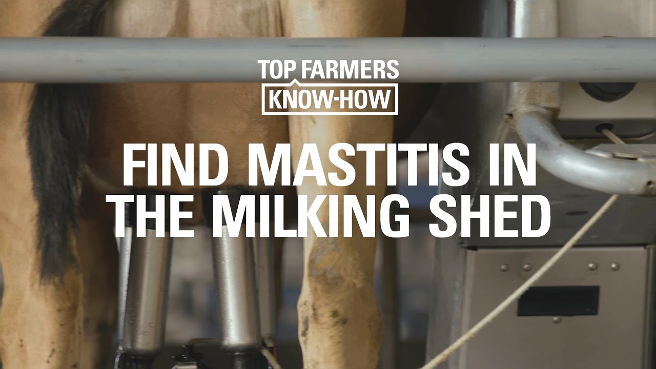 MASTITIS SERIES:  FIND MASTITIS IN THE MILKING SHED