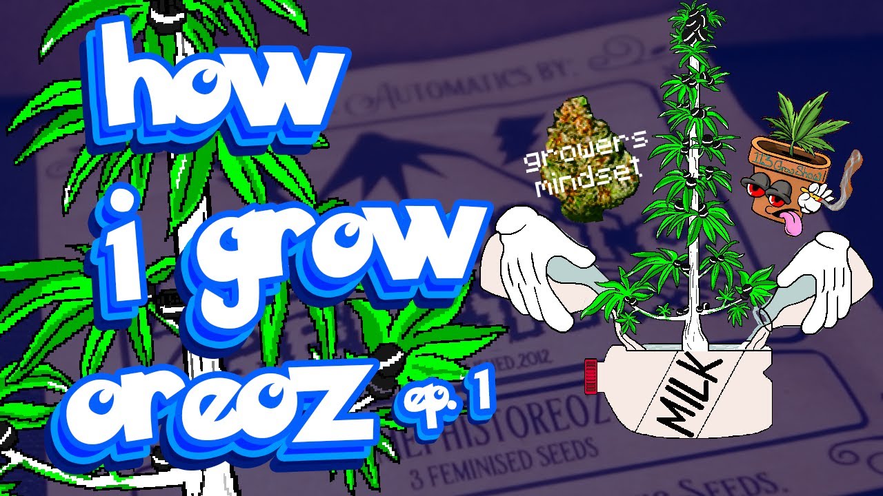 How i grow weed autoflowers - MephistOreoz Seed to Harvest Ep. 1 #legalization #seedtoharvest