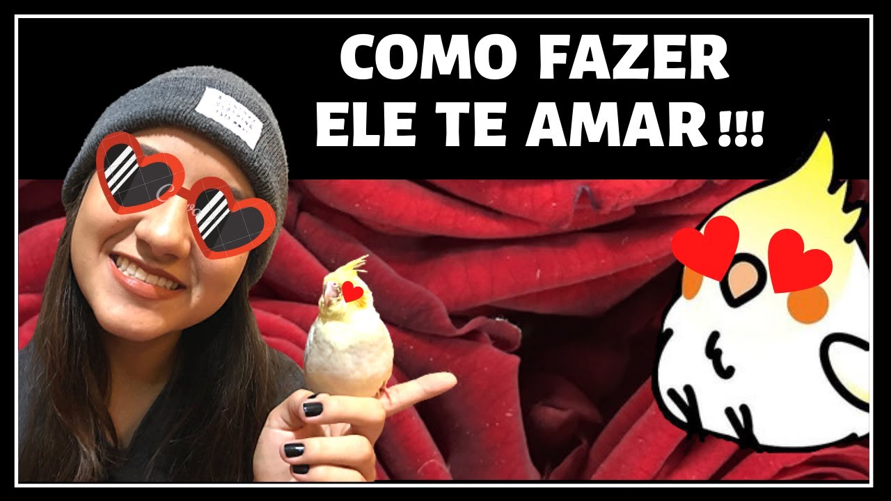 COMO AMANSAR FILHOTE DE CALOPSITA❤️