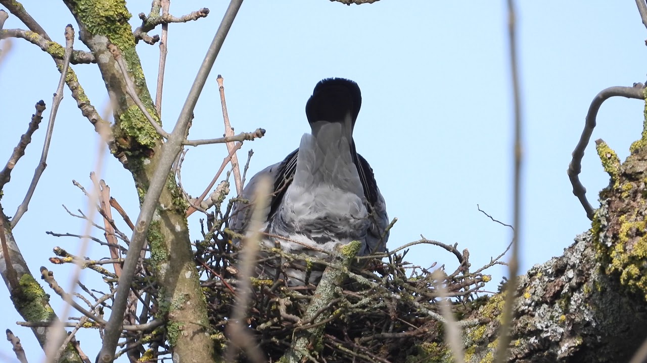 Common wood pigeon builds nest. Ringeltauben beim Nestbau
