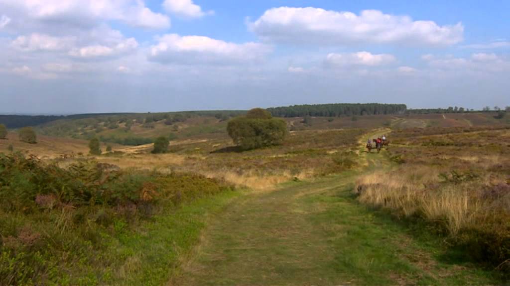 Horse Riding on Cannock Chase