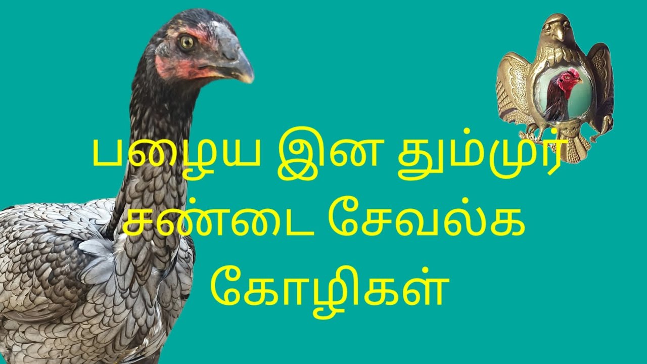 🤩😂💕சிறந்த இனமாக இருக்கும் சாம்பல் dhummar lineage👌🫶🫂