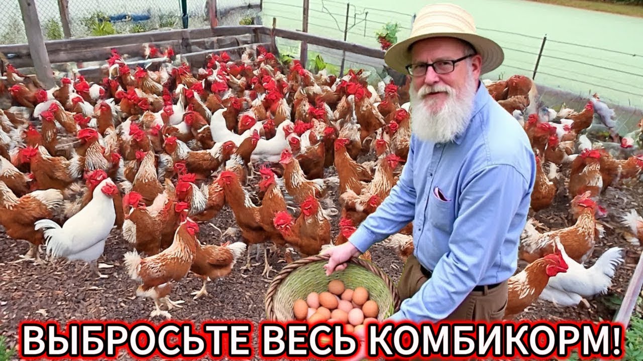 БОЛЬШЕ НИКАКОГО ЗЕРНА! Мои куры едят на 150 рублей в неделю, и вот ПОЧЕМУ.