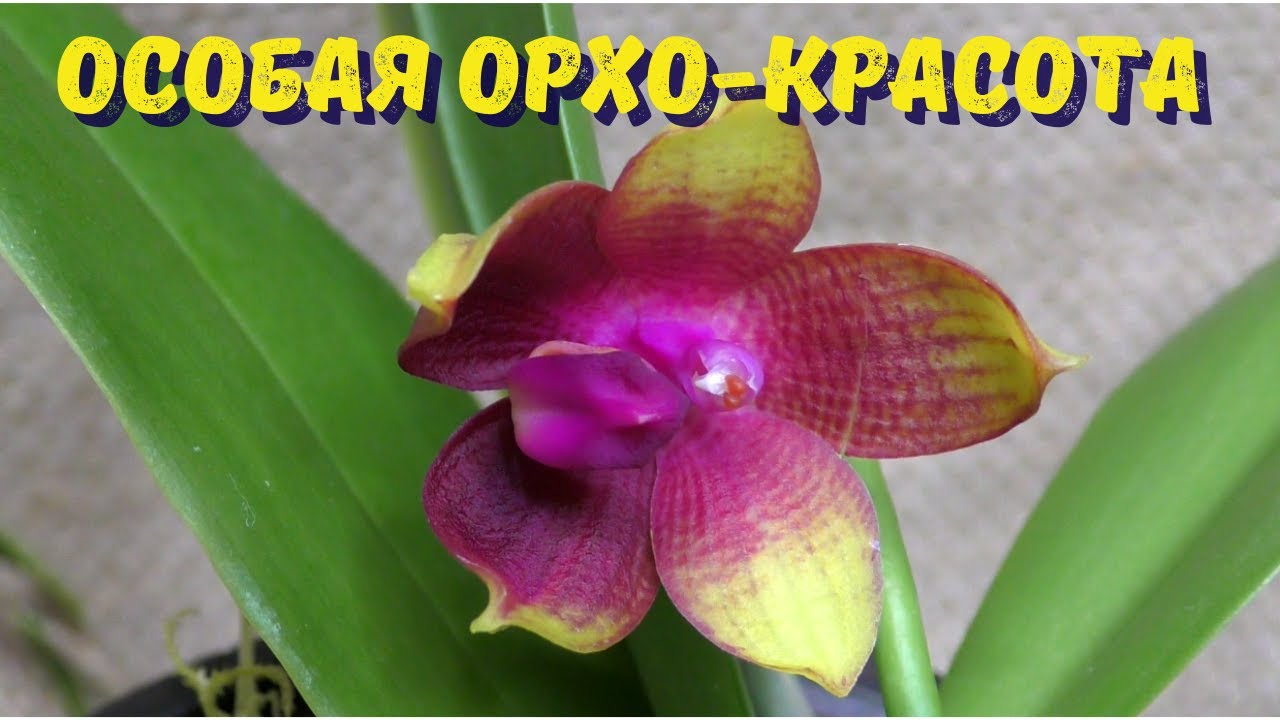Фаленопсисы