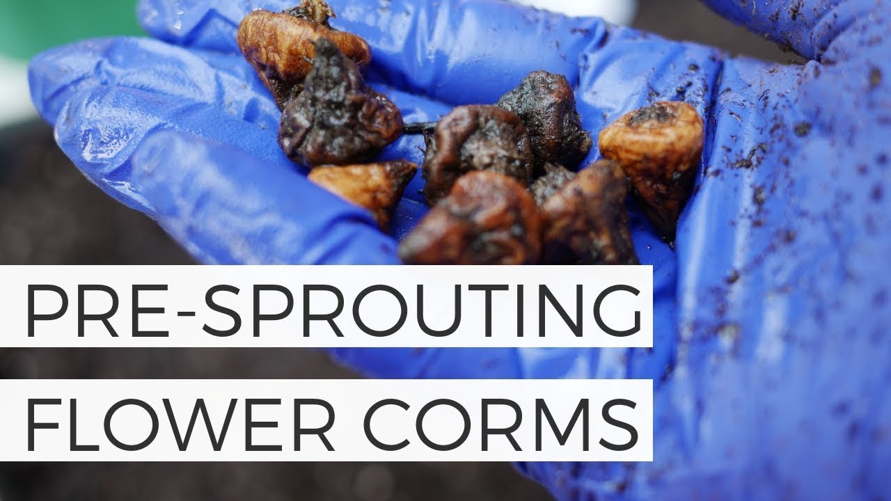 Planting and Pre Sprouting Ranunculus and Anemone Corms in Fall - Cut Flower Garden