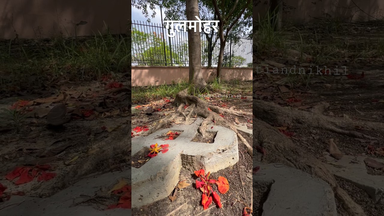 Big trees🌳 incredible roots! #youtubeshorts #nature #yt #gulmohar #roots #tree #beautifulnature