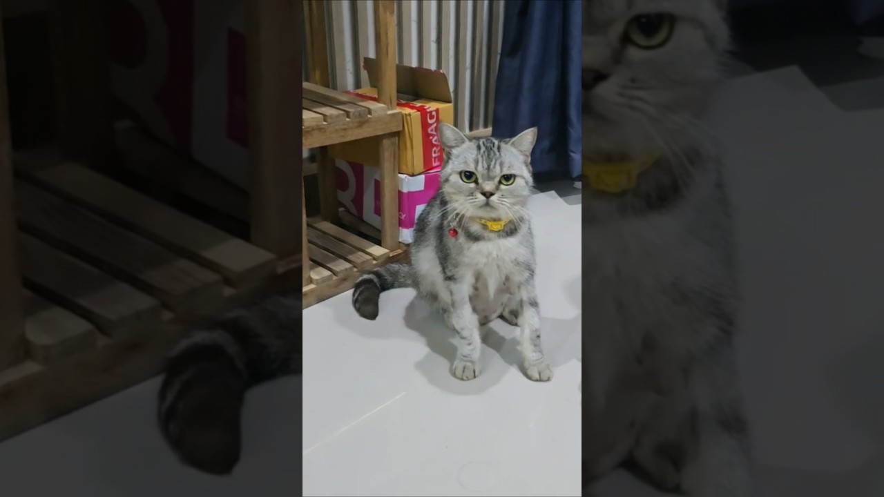 #น้องอั่งเปา #cat #catshorts #แมวน่ารัก #catvideo