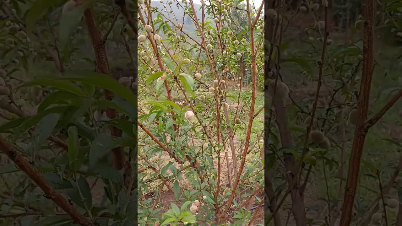 Abono para engruese de fruto del Durazno! #durazno #nature #frutales #plantaciones #frutos