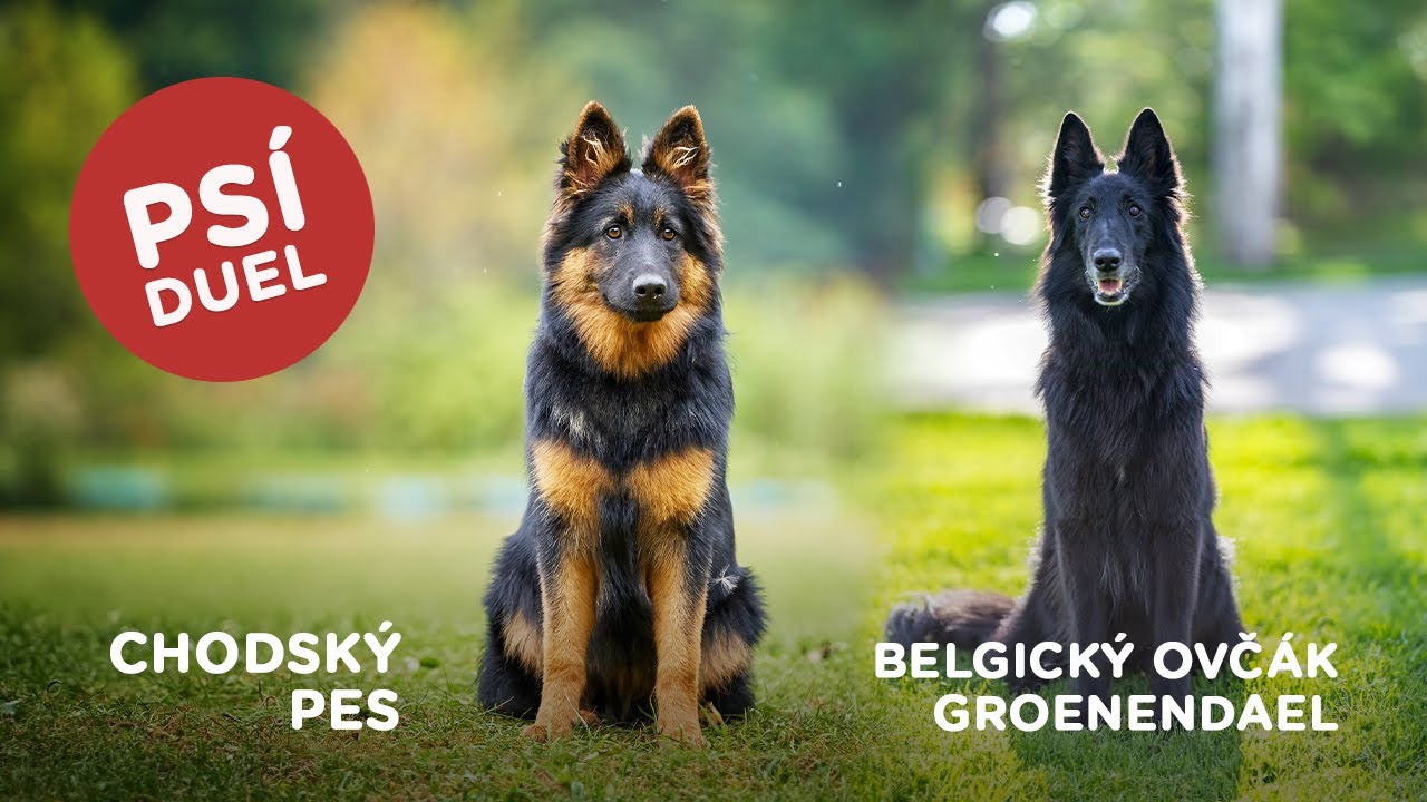 Ps&iacute; duel - Chodsk&yacute; pes vs Belgick&yacute; ovč&aacute;k groenendael
