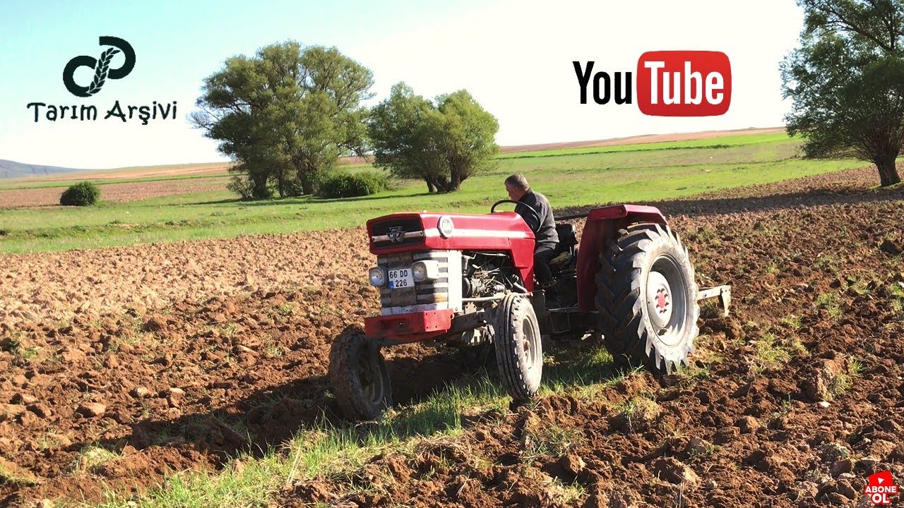 Köyün Tek Ayakta Kalan Traktörü 44 Yaşında Massey Ferguson 168 Multi Power 3lü Pulluk Denemeleri !!