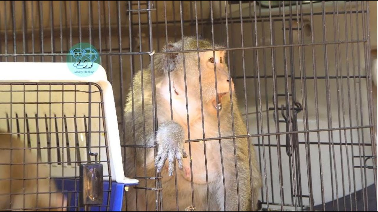 Queen Maria Back Home With Abandon Sandy Arrive Here Together. Maria Accepted Bone As King Leader.