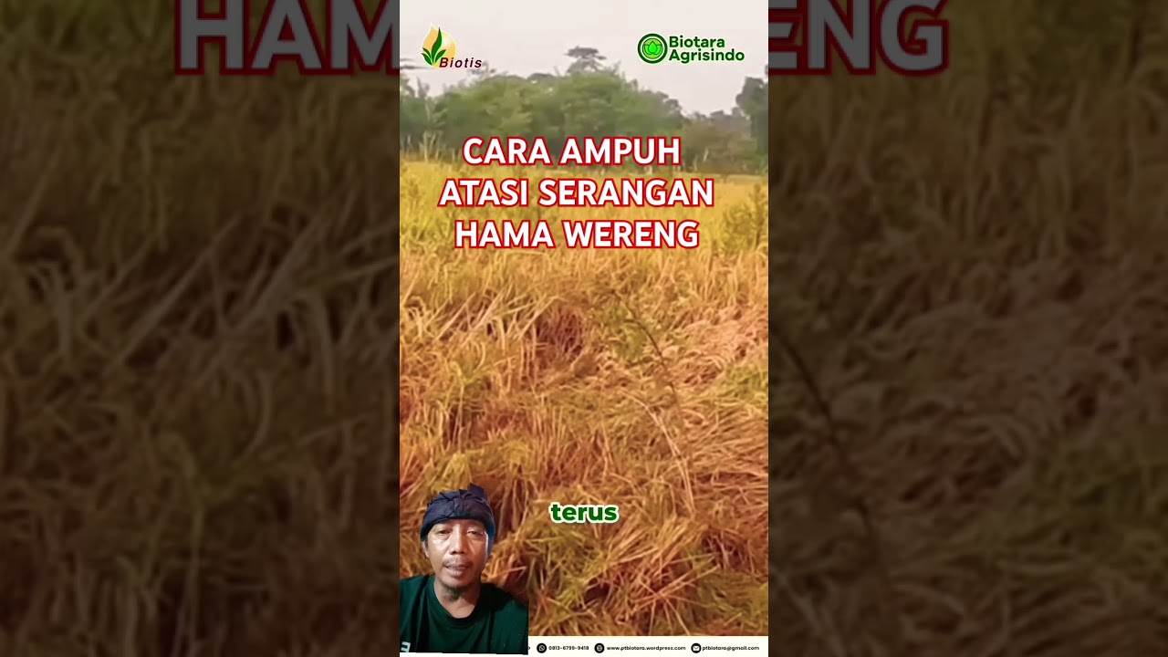 Cara ampuh atasi serangan hama wereng #petani #padisehat #pertanian #padiorganik #tanaman #padi