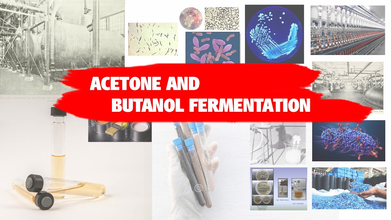 ACETONE AND BUTANOL FERMENTATION