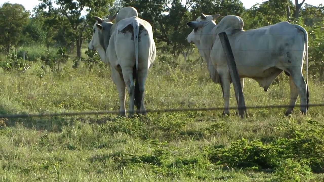 boi x cão.MP4