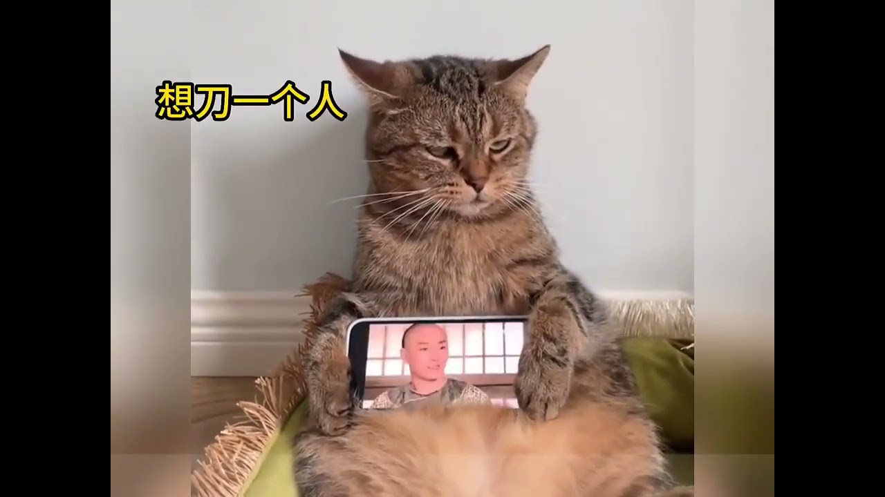 Take stock of those cats that have been played with to pieces#kitty#Funny#Wish everyone a