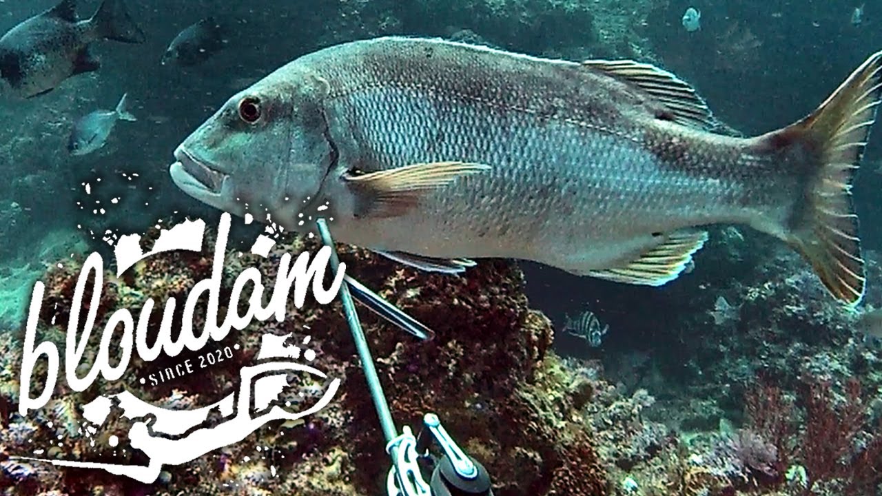 WHAT A DAY - SPEARFISHING SOUTH AFRICA