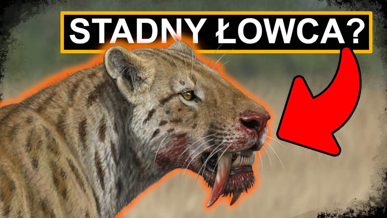 Tygrys szablozębny - stadny łowca czy samotnik?