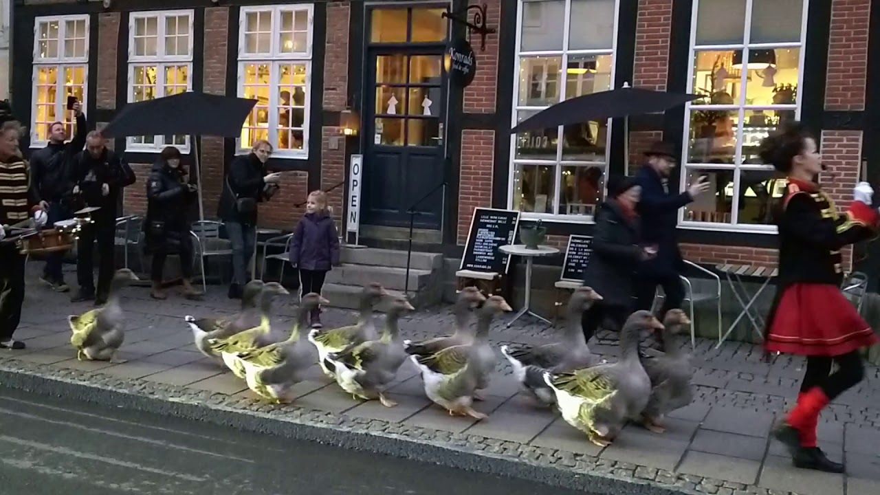 Geese Parade in Odense