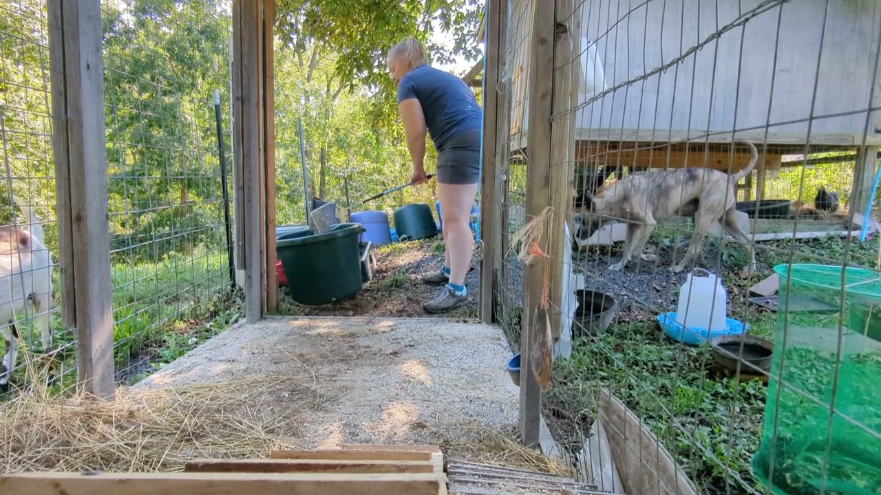 How I keep my duck coop and pen clean!