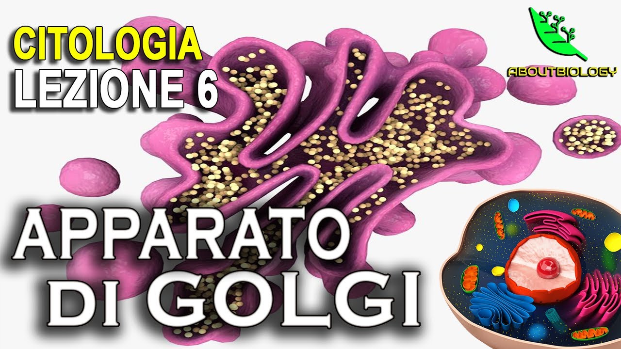L'APPARATO di GOLGI -Citologia Lezione 6