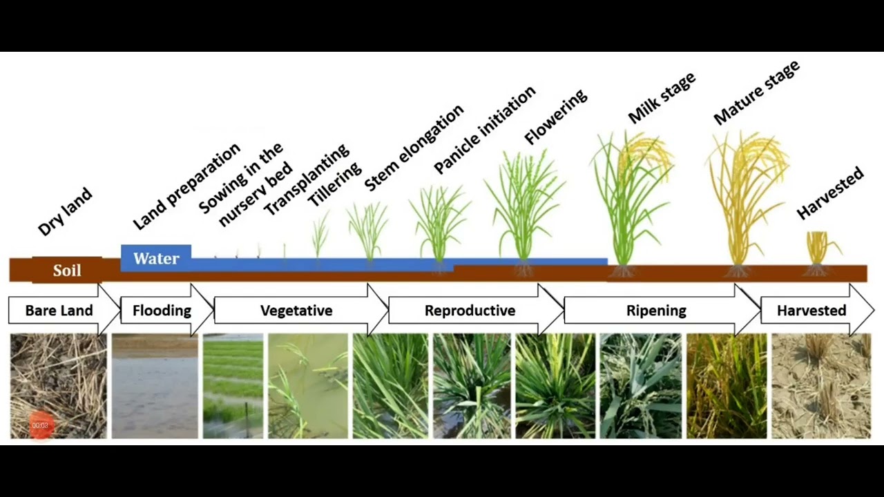 Growth Stages in Rice Cultivation 🌾🌾