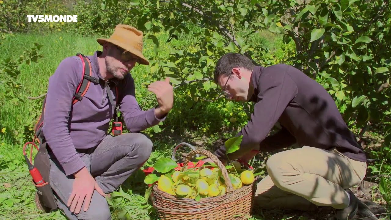Épicerie fine : Cébette et citron du pays niçois