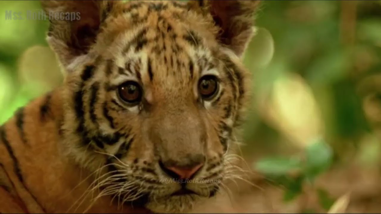 A Tragic Tale of Split Sibling Tigers Tied by Love and Destiny