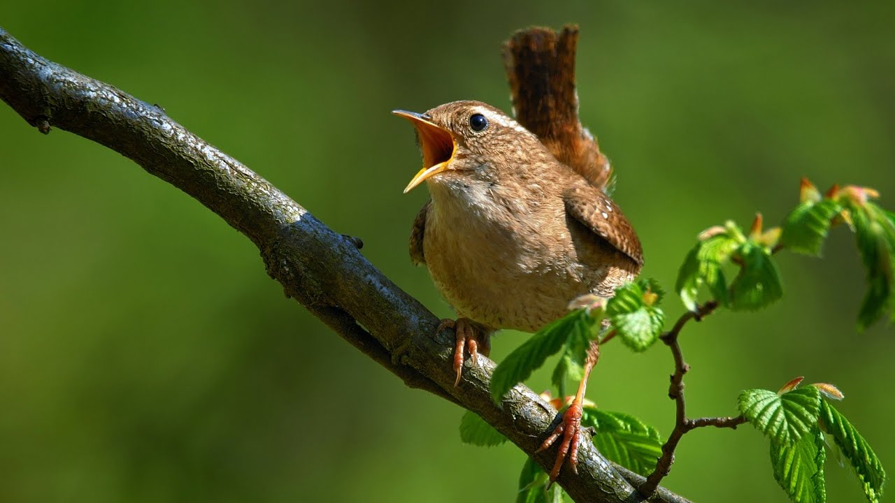 Bird sounds – Eurasian wren (Troglodytes troglodytes)