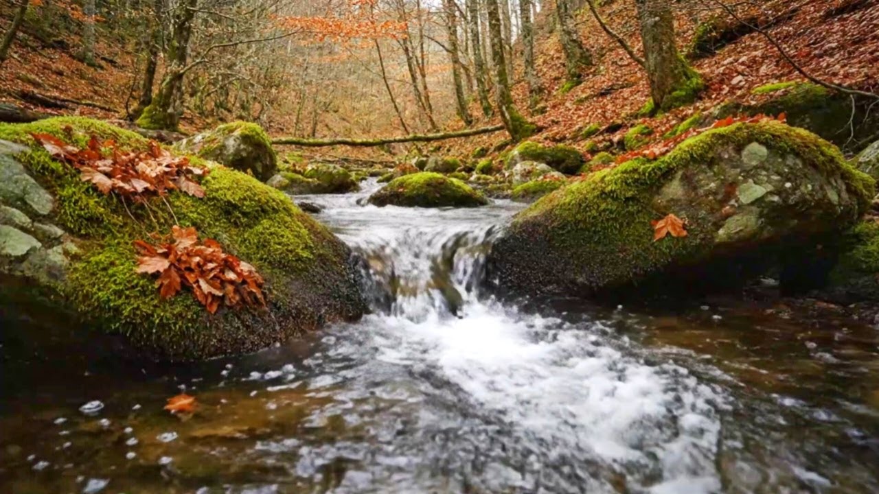 PEACEFUL RIVER WATER ASMR | NATURAL SOUNDS FOR DEEP SLEEP AND FOCUS IMPROVEMENT