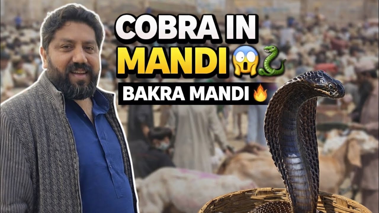 BAKRA MANDI TOUR 🐐🔥 | LIVE COBRA ACT 😳🐍 | MUST WATCH TILL END