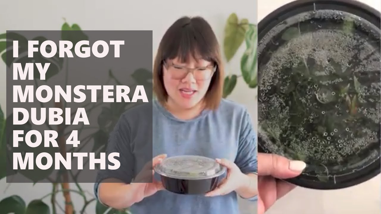 Neglected My Monstera Dubia For 4 Months | Plant Experiment Monday
