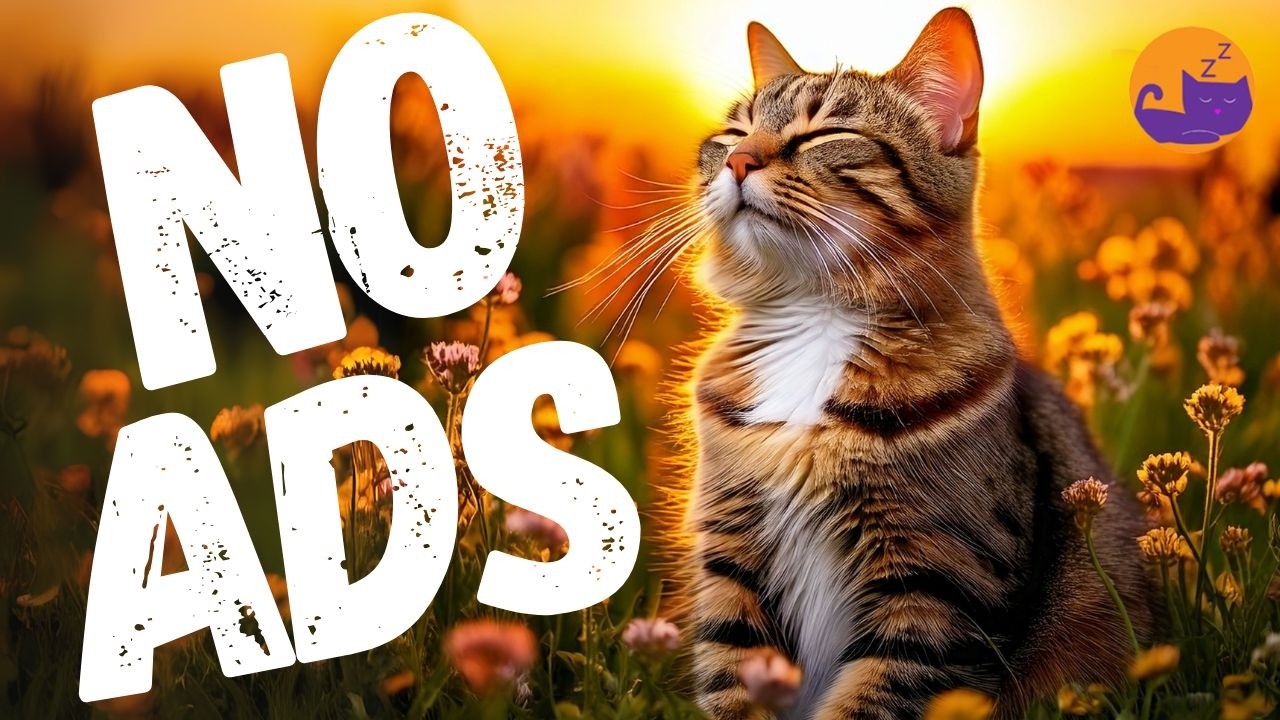 EXTRA-SOOTHING Cat Music - 15 hours of Feline Audio Therapy for Deep Relief 💤🐱
