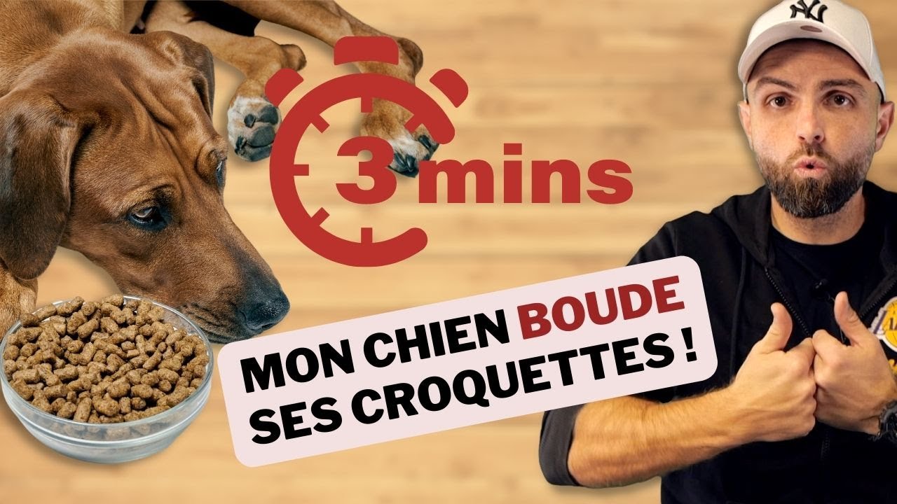 Pourquoi votre chien boude ses croquettes ? 3min chrono !