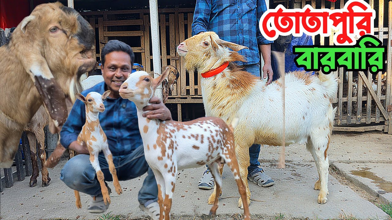 তোতাপুরি বারবারি ছাগল কিনুন পাবানার ইকবাল ভাইয়ের খামার থেকে Pabna Goat farm 