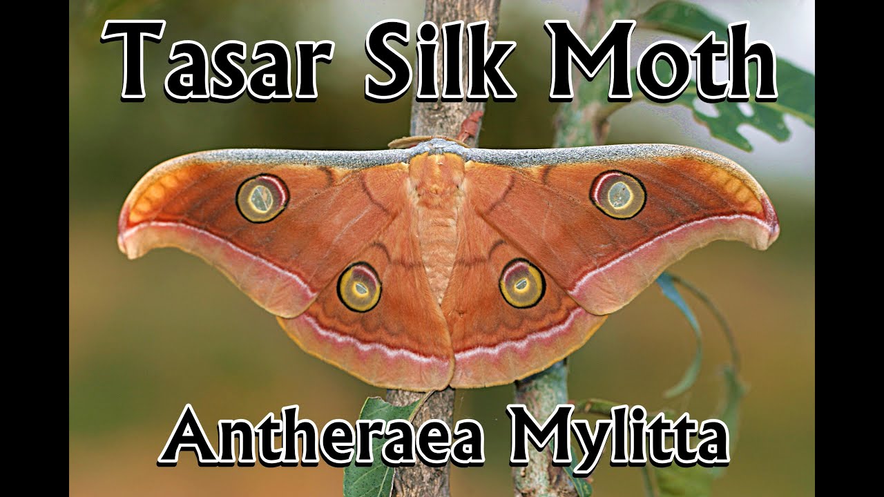 silk moth | tasar silk moth | antheraea mylitta | @DineshGohil