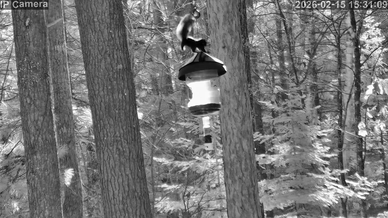 20260215 153104 Squirrel jumping onto feeder