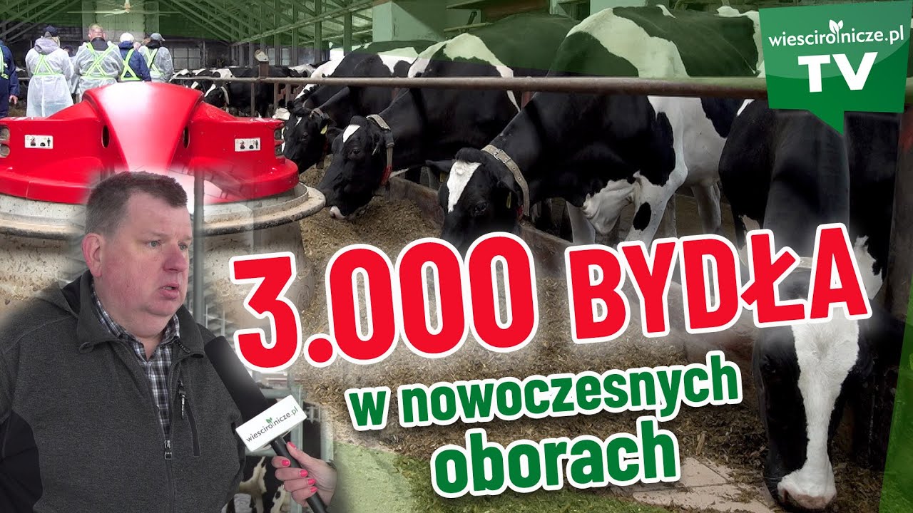 3.000 bydła, roboty, odkurzacze do gnojowicy i nowoczesny rozród. Długie Stare