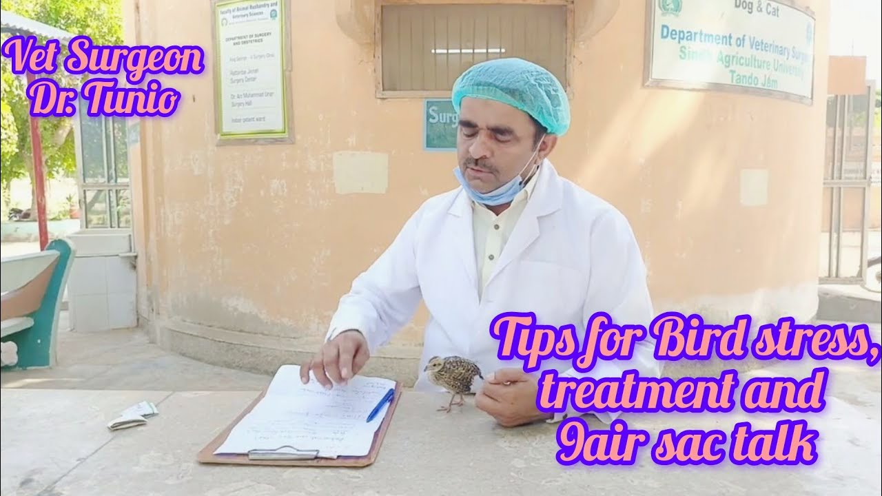 Tips for Bird stress,treatment and 9air sac talk