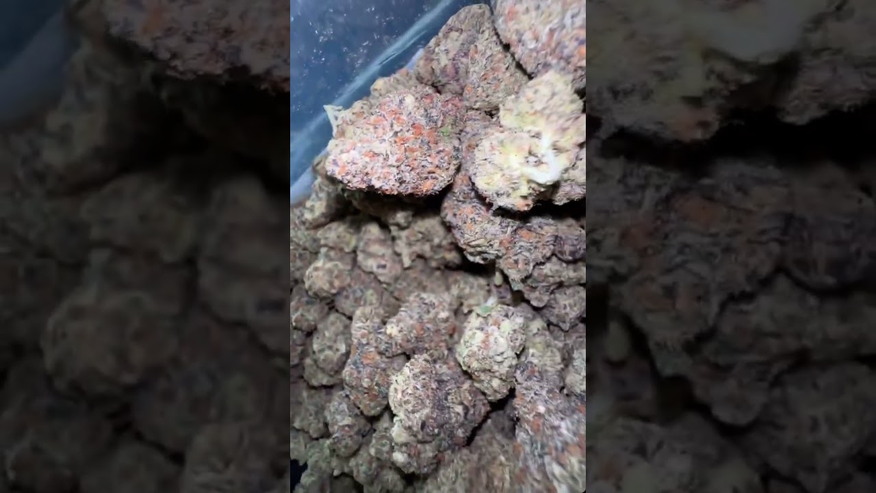 GELONADE 🍋 #cannabisdaily #flowers #flowers #cali #dank #gas #shorts #gelonade