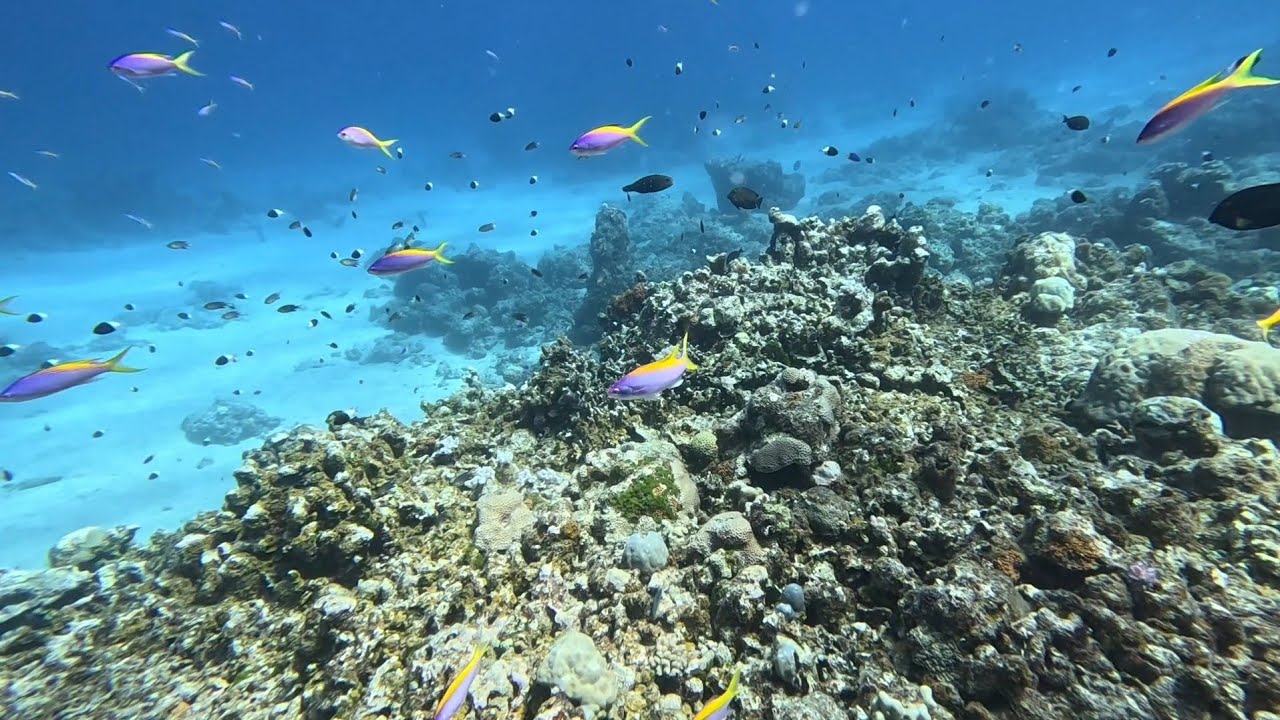 Diving on Mauritius near Gunner's Quoin